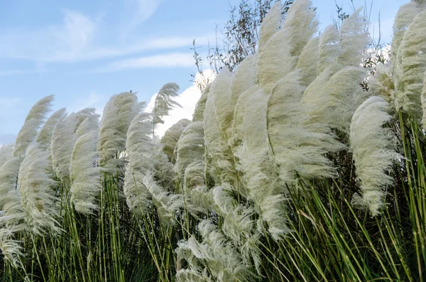 Пампасская трава, дует ветер Лицензионные Стоковые Изображения