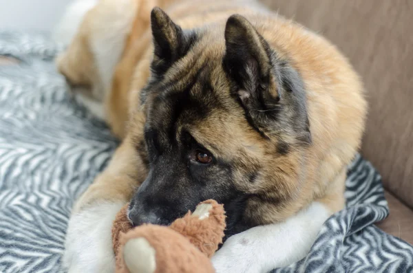 American Akita and Teddy — Stock Photo, Image