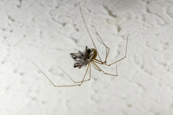 Örümcek örümcek yakalar — Stok fotoğraf
