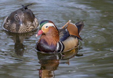 Bir çift Mandarin Ördeği