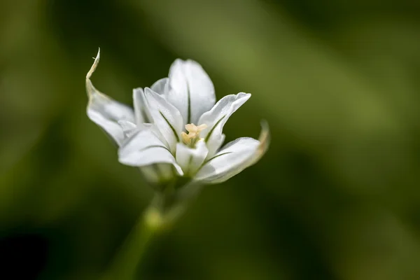 Three Cornered Leek Flower — Stock Photo, Image