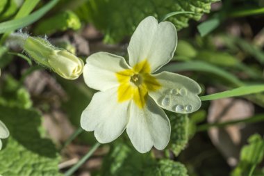 Çuha çiçeği ile Dewdrops