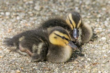 Genç yeşilbaş ördek yavrusu
