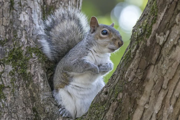 Esquilo cinzento descansando em uma árvore — Fotografia de Stock