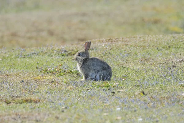 Lilla grå kanin — Stockfoto