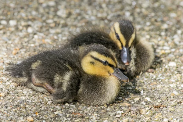 Genç yeşilbaş ördek yavrusu