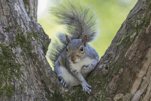 Scoiattolo grigio seduto su un albero — Foto Stock