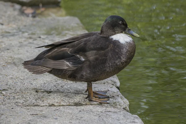 Manky Mallard Duck Stockfoto