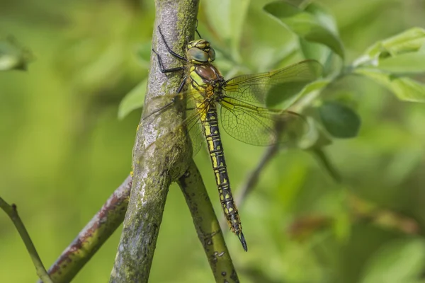 Owłosione kobiece kobieta Dragonfly — Zdjęcie stockowe