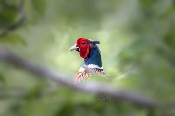 புழுக்களில் மறைந்திருக்கும் பீசான் ஸ்டாக் படம்