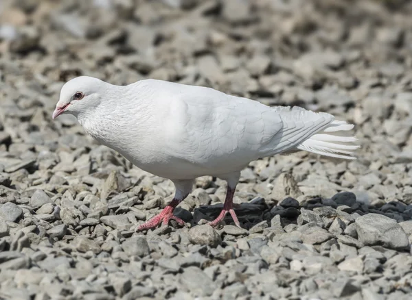 Beyaz yayın güvercin — Stok fotoğraf