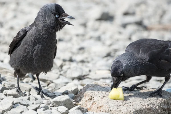 Deux oiseaux de Jackdaw Images De Stock Libres De Droits