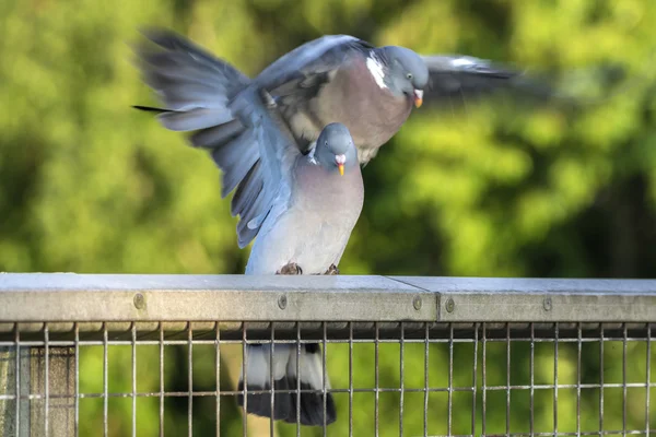 İki ahşap güvercin çiftleşme — Stok fotoğraf