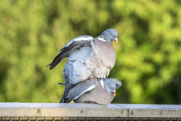 Çiftleşme güvercin çifti — Stok fotoğraf