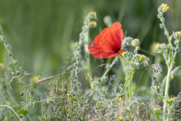 Enkele wilde Poppy Stockfoto