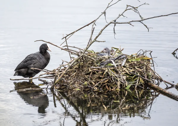 Coot y su nido —  Fotos de Stock