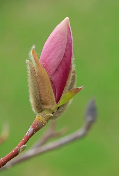 Roze magnolia boom bloesem — Stockfoto