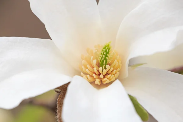 백합 나무의 꽃 — 스톡 사진