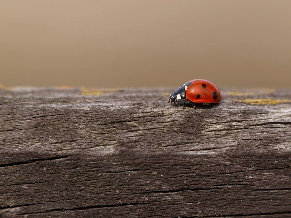 Ladybug on wooden fence — Stock Photo, Image