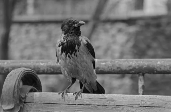 Close up of hooded crow — Stock Photo, Image