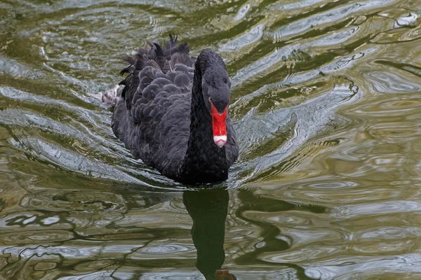 Swan swimming in the lake Stock Image