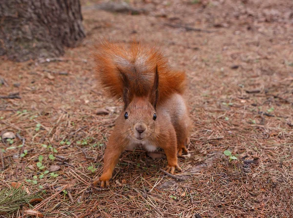 Eichhörnchen an Kiefer — Stockfoto