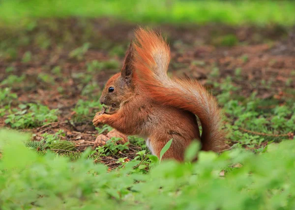 Squirrel eating something — Stock Photo, Image