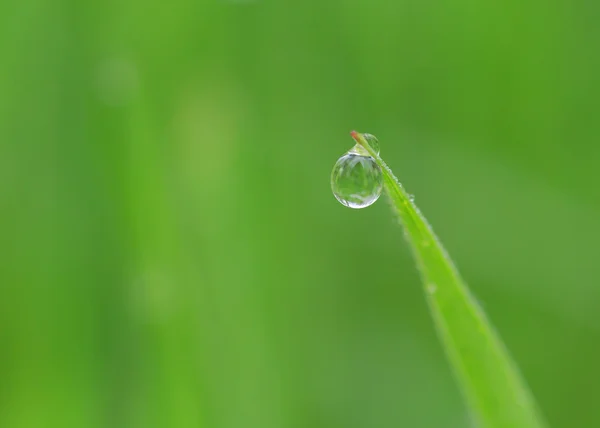 Gota de rocío en la hoja — Foto de Stock