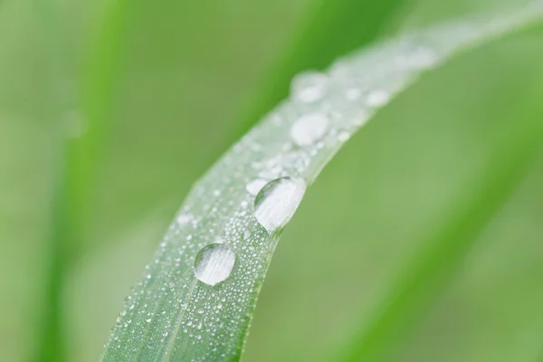 Gotas de rocío en la hoja — Foto de Stock