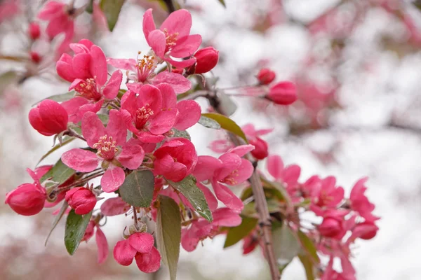 Flor de manzano rosa — Foto de Stock