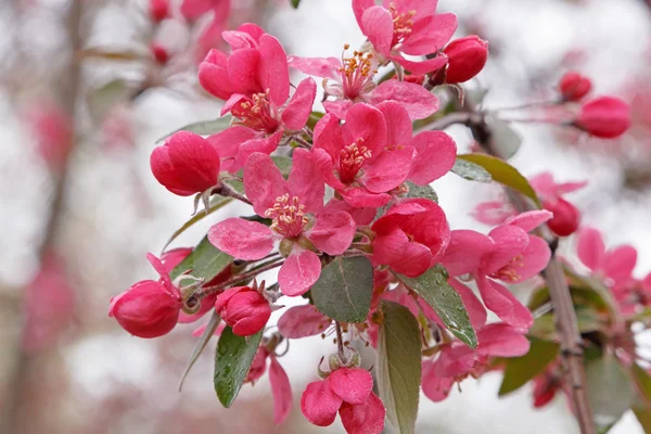 Branch of apple tree blossoming — Stock Photo, Image