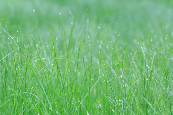 Herbe avec gouttes de rosée — Photo