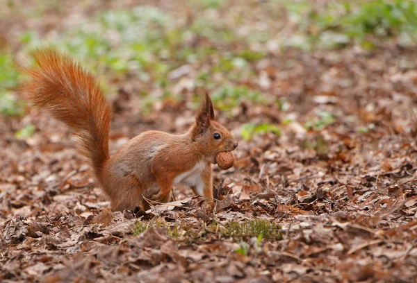 Squirrel with walnut — Stock Photo, Image