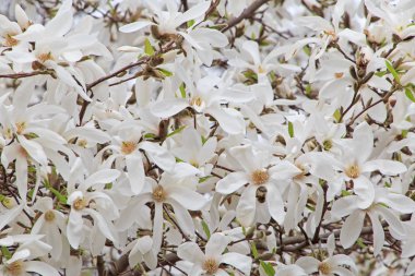 Beyaz manolya ağacı çiçek açar.