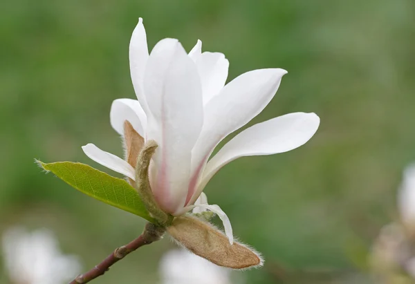 Magnolia tree blossom — Stock Photo, Image