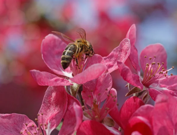 Bee on apple tree blossom — Stock Photo, Image