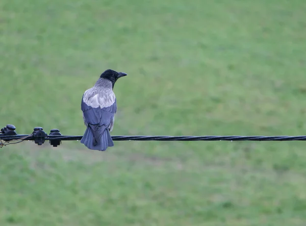 Crow sedí na drát — Stock fotografie