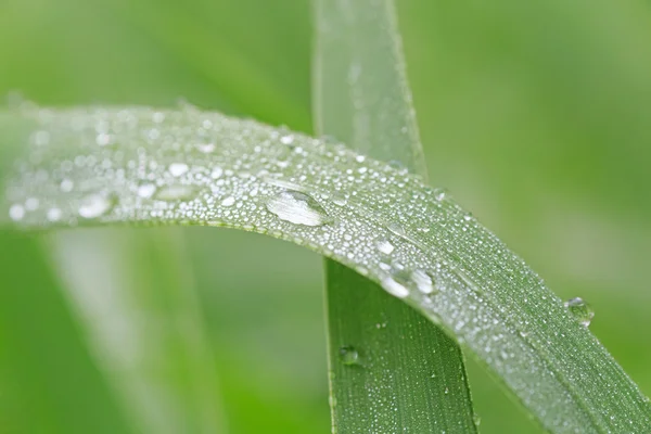 Gotas de rocío en la hoja — Foto de Stock