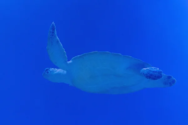 Tortuga marina en agua azul — Foto de Stock