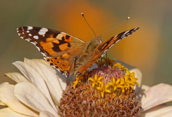 Painted Lady butterfly on zinnia flower — Stock Photo, Image