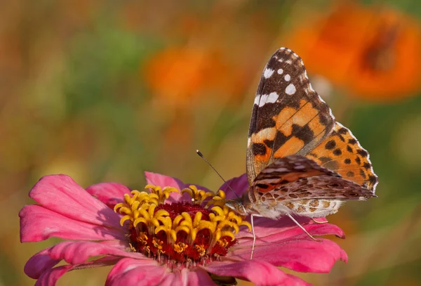 Schmetterling sitzt auf rosa Blume — Stockfoto