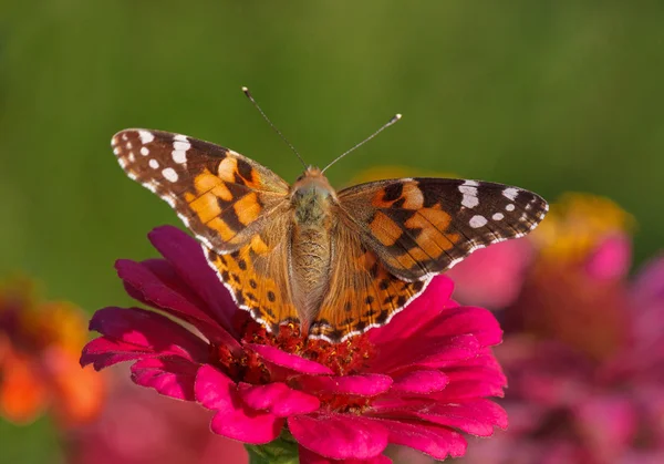 Malowane pani motyl — Zdjęcie stockowe