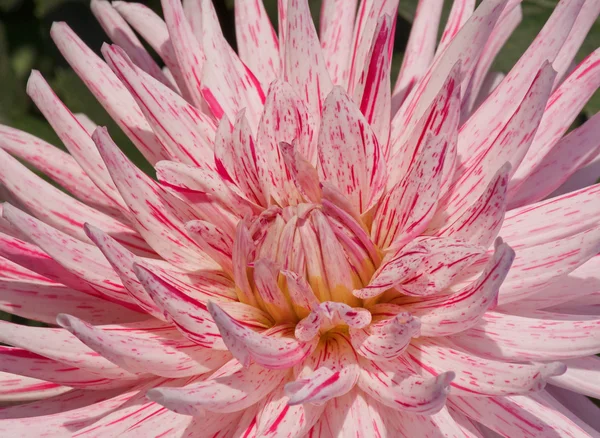 Krysantemum i trädgården — Stockfoto