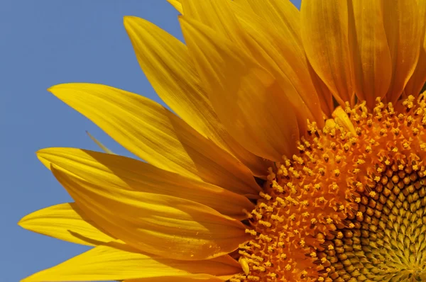 Nahaufnahme von Sonnenblumen — Stockfoto