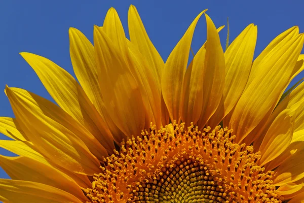 Sunflower over blue sky — Stock Photo, Image