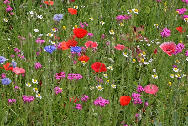 Flores del prado en verano — Foto de Stock