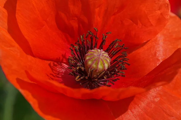 Calla lily bloem close-up — Stockfoto