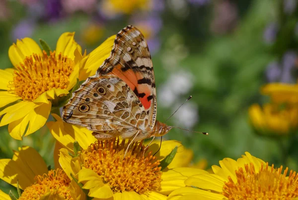 Sarı çiçekte kelebek — Stok fotoğraf