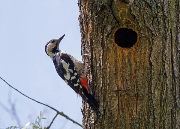 Woodpecker sitting on tree — Stock Photo, Image