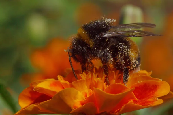 Bumblebee on marigold flower — Stock Photo, Image